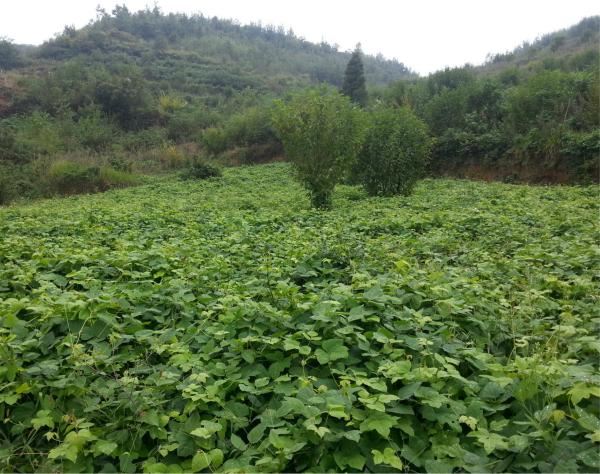 Raw Material of Kudzu Root Extract ,Pueraria Lobata Powder Raw Material of Kudzu Root Extract ,Pueraria Lobata Powder