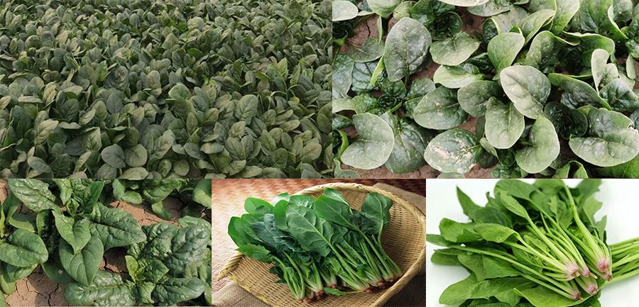 Spinach Juice Powder 2