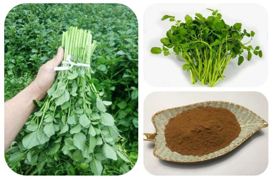 Watercress Extract