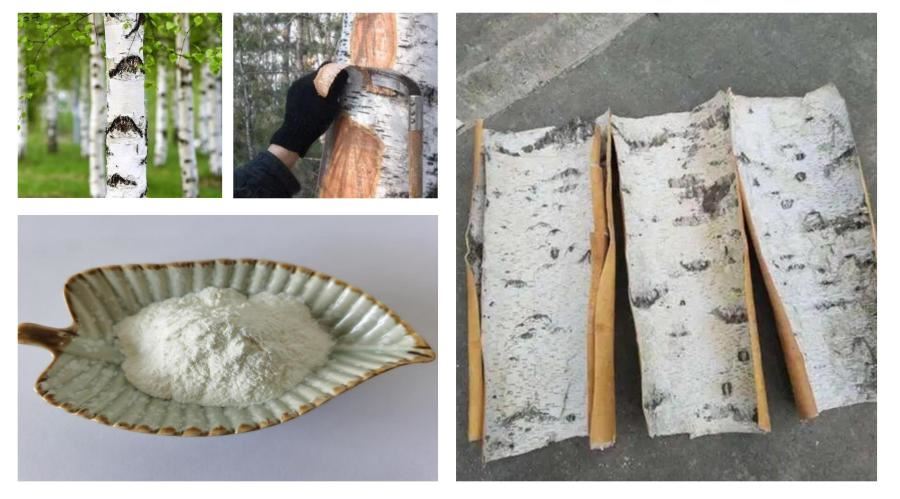 White Birch Bark Extract