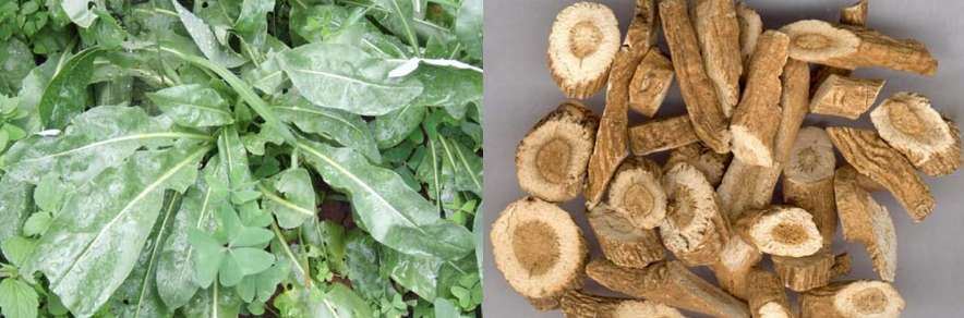 Isatis root extract raw material