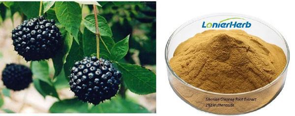 Siberian Ginseng Root Extract