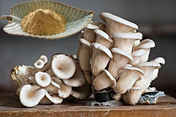 Oyster Mushroom Extract Powder