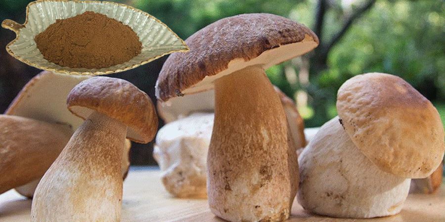 Boletus Edulis Extract