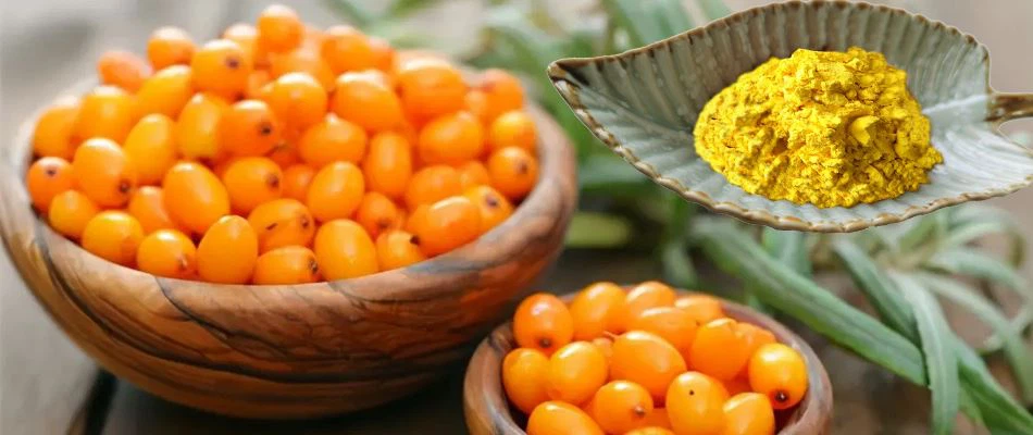 Sea Buckthorn Fruit Powder Sea Buckthorn Fruit Powder