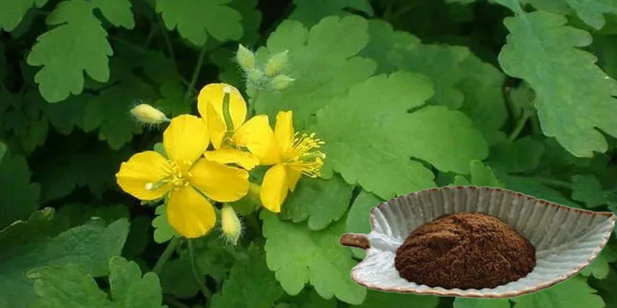 Wholesale Chelidonium Majus Extract Wholesale Chelidonium Majus Extract