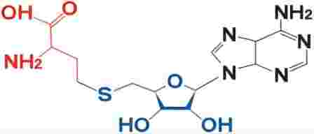 S-Adenosyl-L-Methionine CAS 97540-22-2 S-Adenosyl-L-Methionine CAS 97540-22-2