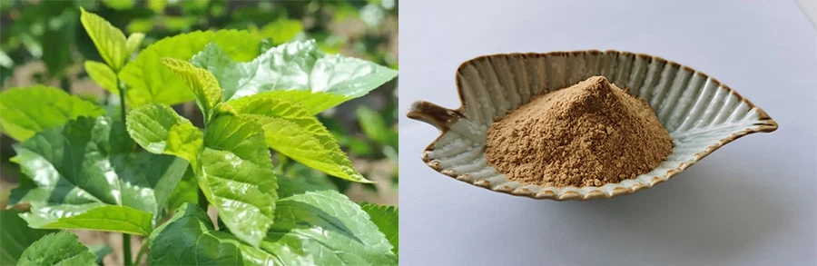 MULBERRY EXTRACT