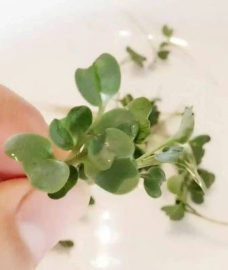 Broccoli Extract, Broccoli Sprout Extract Powder ,Sulforaphane