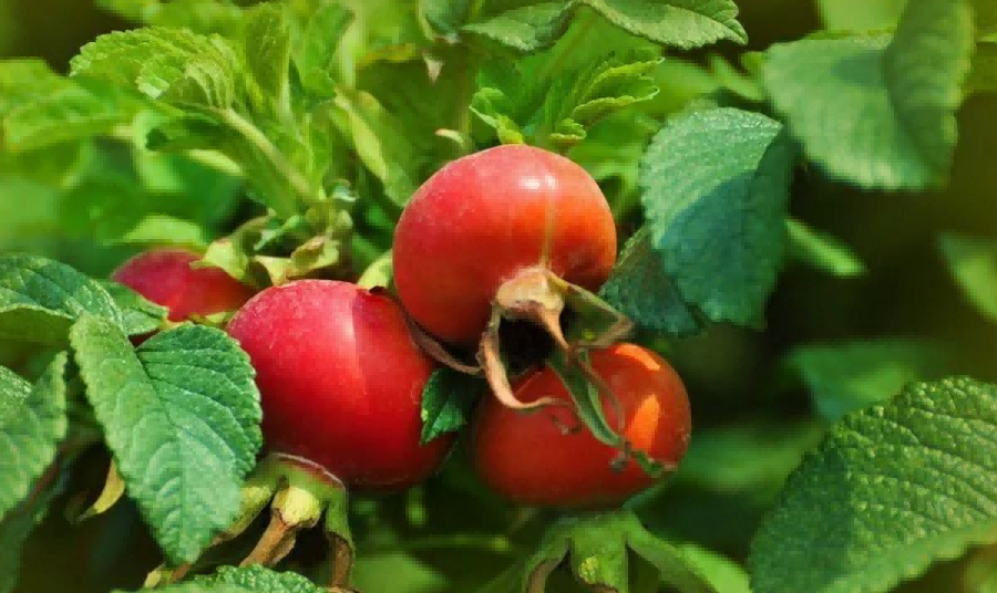 rosehip-extract-vitamin-c1 rosehip-extract-vitamin-c1