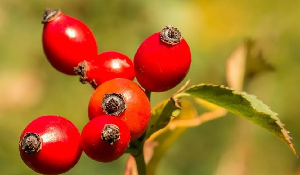 Rose hip Rose hip