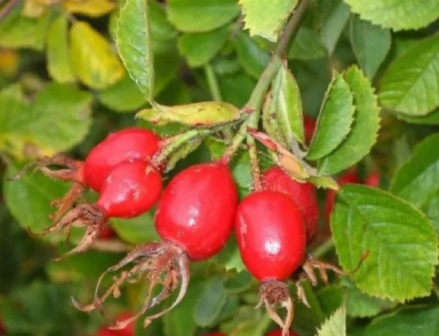 Rosehip extract1 Rosehip extract1