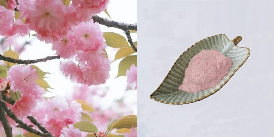 Sakura Cherry Blossom Powder Sakura Cherry Blossom Powder