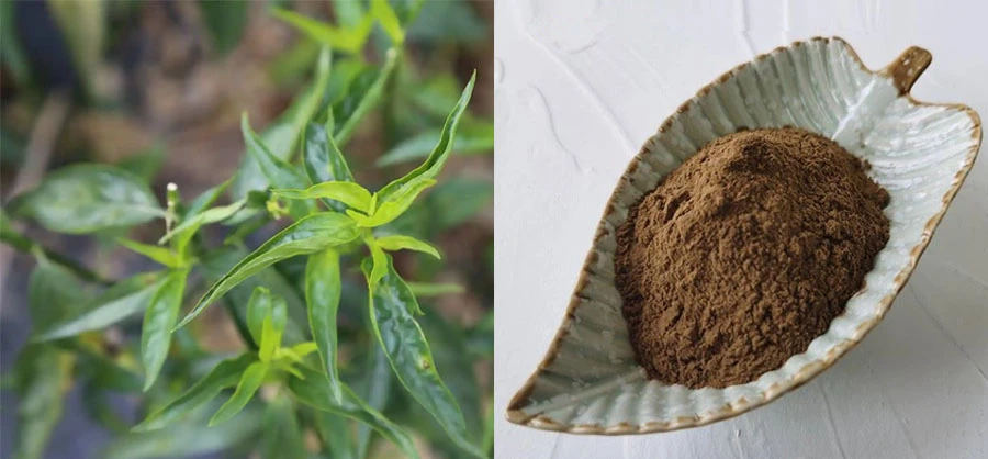 Sabah Snake Grass Extract Sabah Snake Grass Extract
