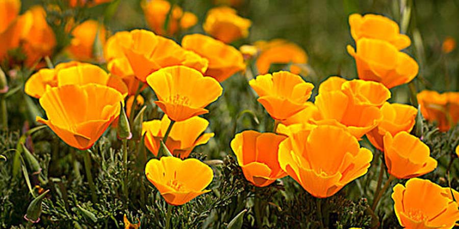 California Poppy Extract Powder California Poppy Extract Powder