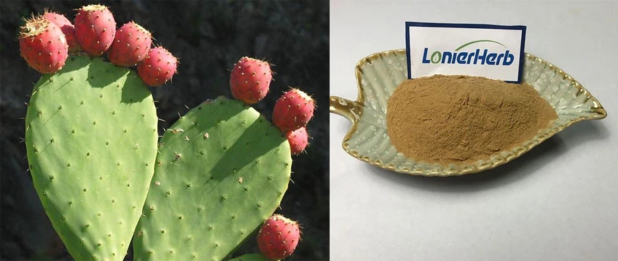 Cactus extract Cactus extract