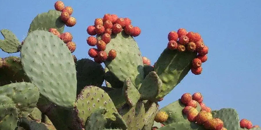 Cactus Extract Powder Cactus Extract Powder