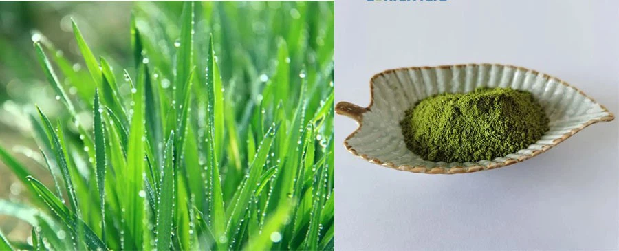 Barley Juice Powder Barley Juice Powder