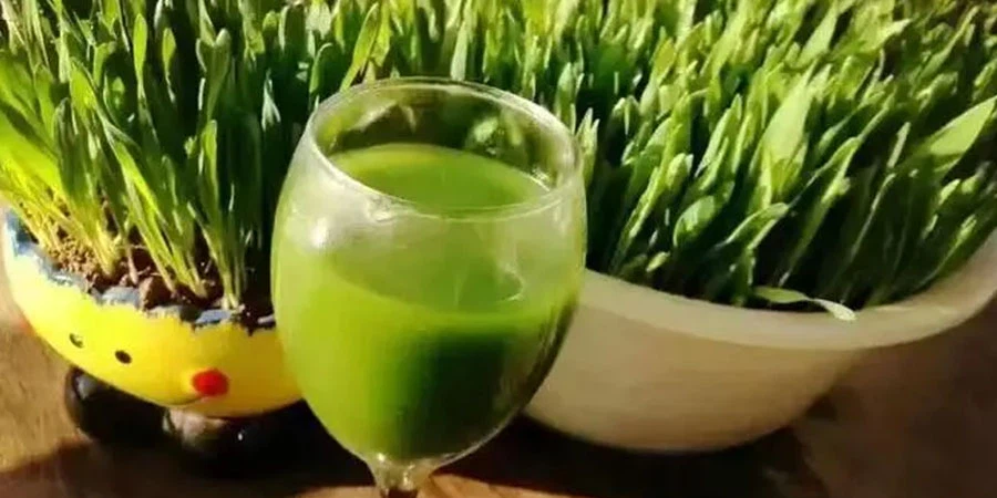 Barley Grass Powder Barley Grass Powder