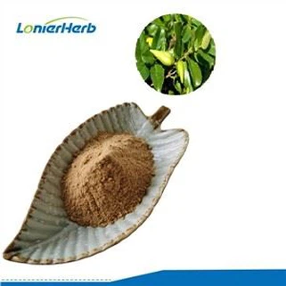 Bột chiết xuất Gymnema Sylvestre