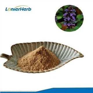 Bột chiết xuất Ajuga Turkestanica