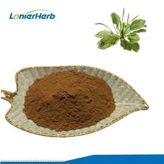 Chiết xuất Plantago Lanceolata